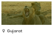Gujarat