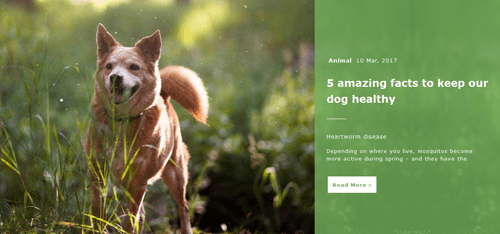 Animal Post Slider