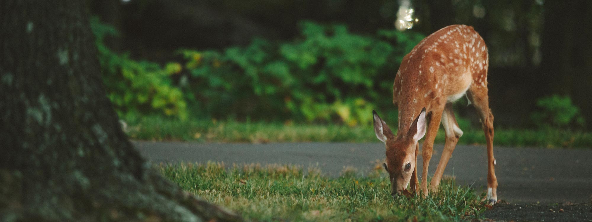 deer-slider-2