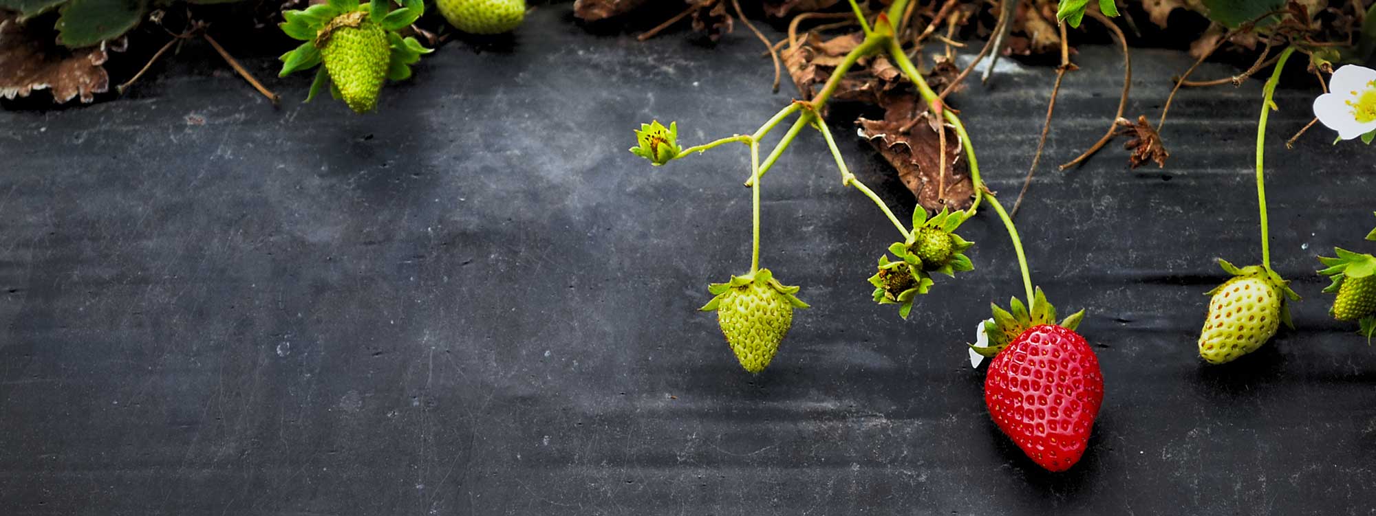 Strawberry Benefits