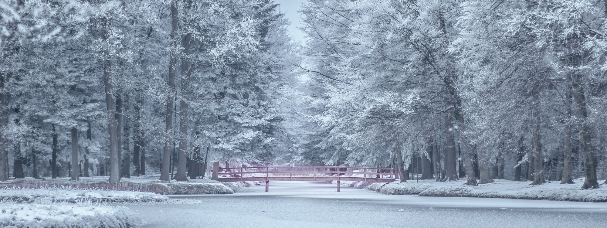 snow bg 2